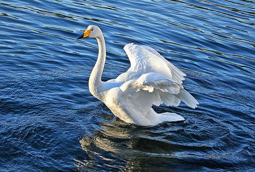 Лебедь-кликун / Cygnus cygnus / Whooper swan / Птицы Европы