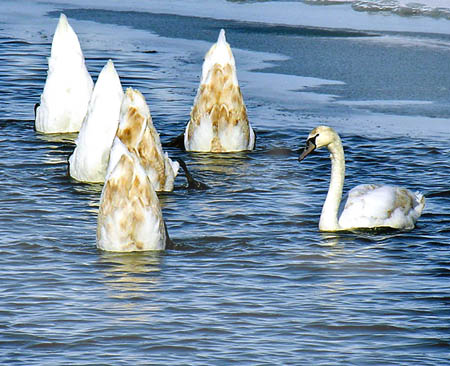 Тундровый лебедь
