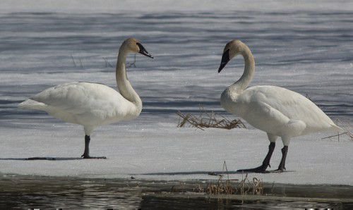 Трубные привычки