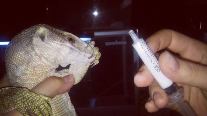 лечение варанов