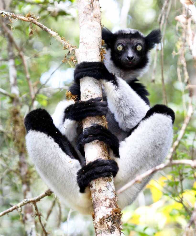 Кошачий лемур