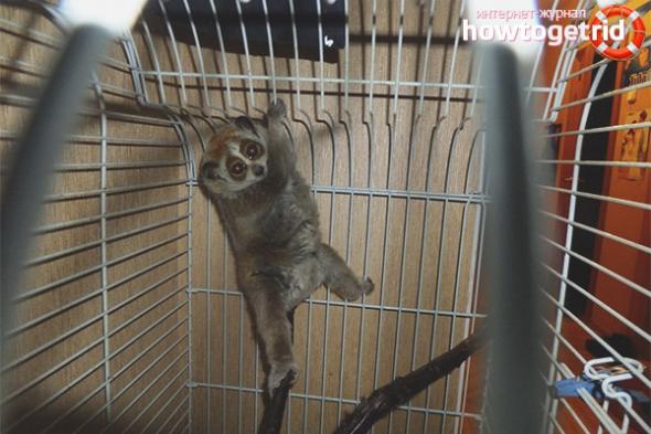 Лемур - уход и содержание в домашних условиях - ZdavNews