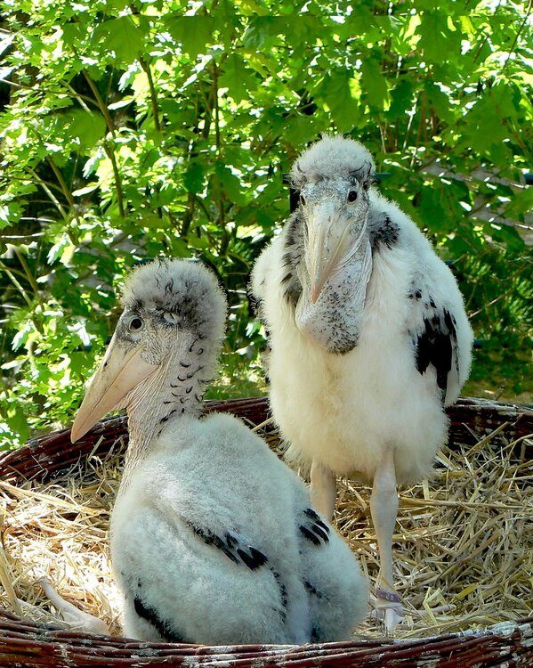 50 интересных фактов о марабу