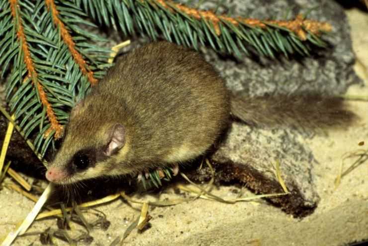 Соня-полчок: описание животного, где обитает, чем питается, размножение, интересные факты