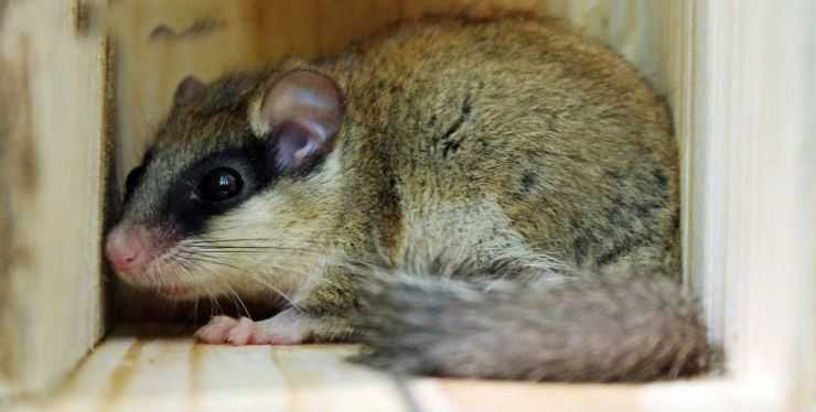 Соня-полчок: описание животного, где обитает, чем питается, размножение, интересные факты