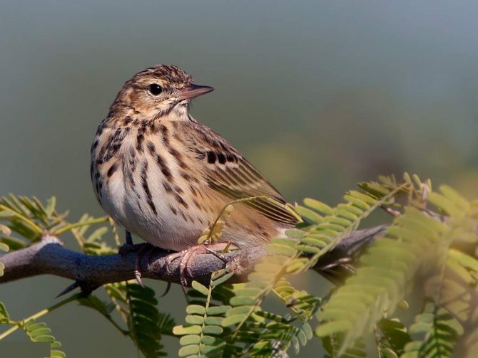 Лесной конек - совсем не лошадка, а кто же это?