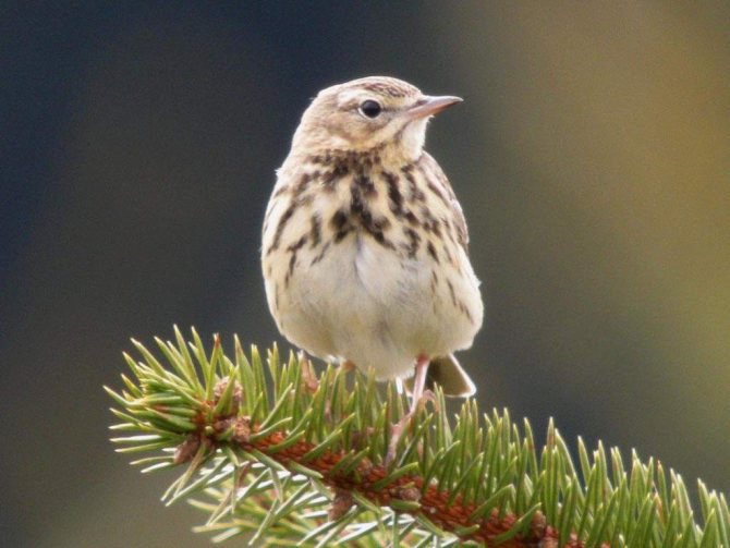Лесной конек - совсем не лошадка, а кто же это?