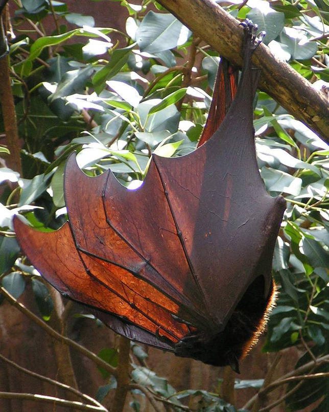 Летающая собака - характеристика и фото