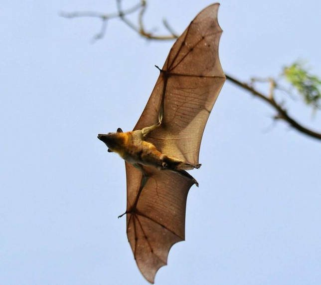 Летающая собака - характеристика и фото