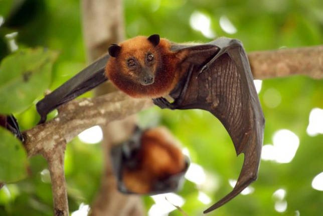 Летающая собака - характеристика и фото