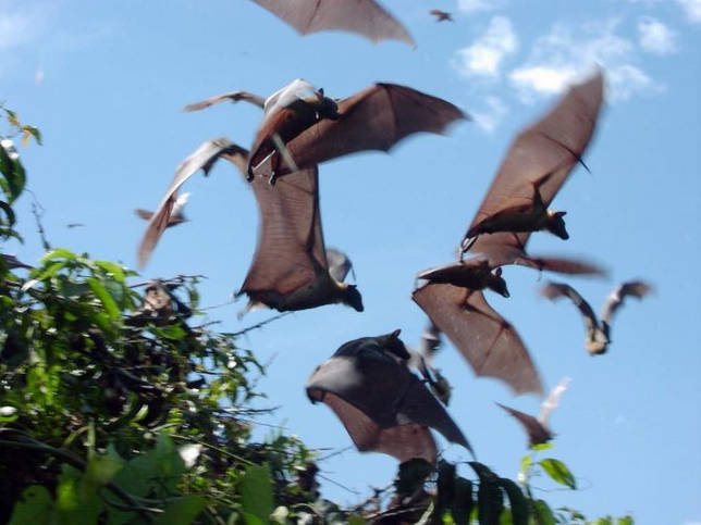 Летающая собака - характеристика и фото