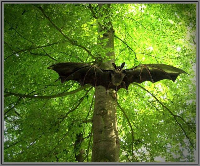 Летающая собака - характеристика и фото