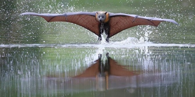 Летучая лиса