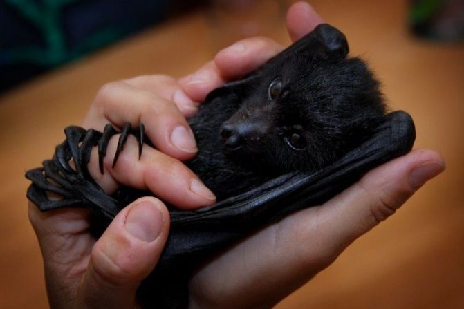 Летучая собака - фото животного, чем питается и где обитает, видео и описание