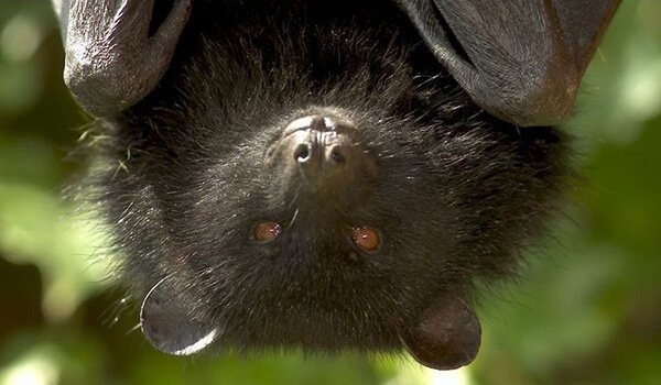 Летучая собака - фото животного, чем питается и где обитает, видео и описание