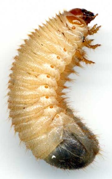 Бронзовка гусеница