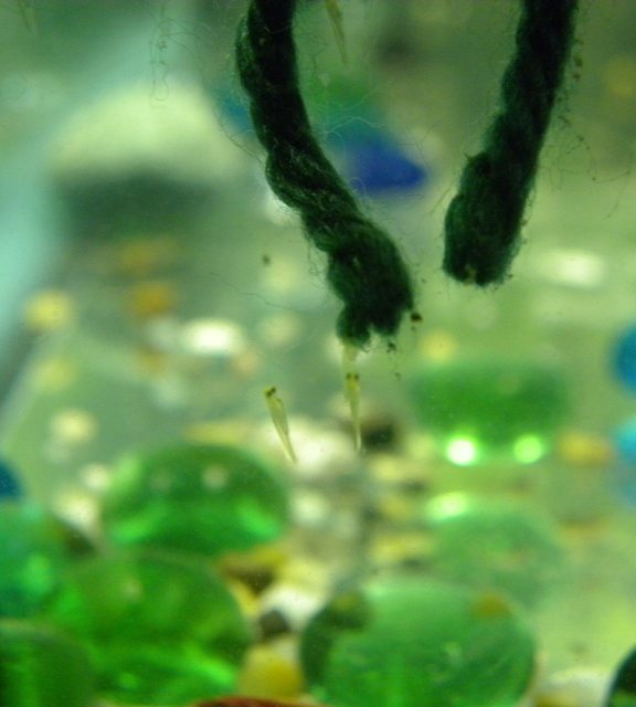 Личинки барбусов
