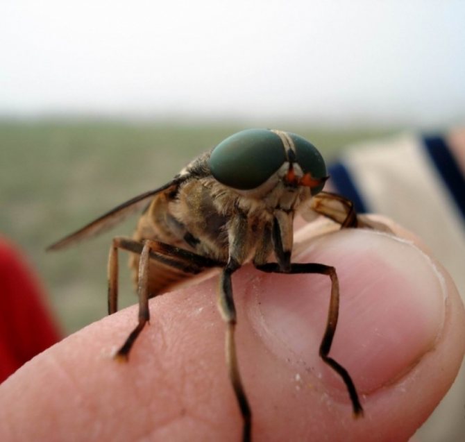 Личинки овода под кожей тела человека