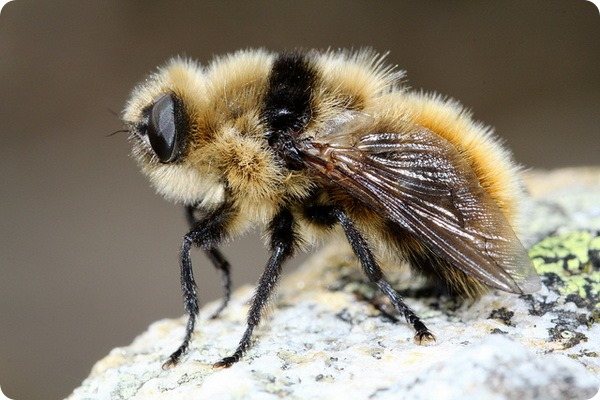 Личинки овода под кожей тела человека