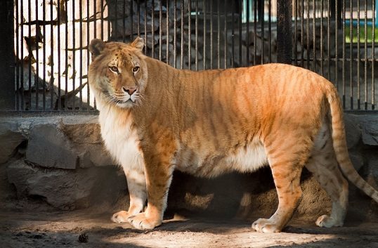 лигр в зоопарке