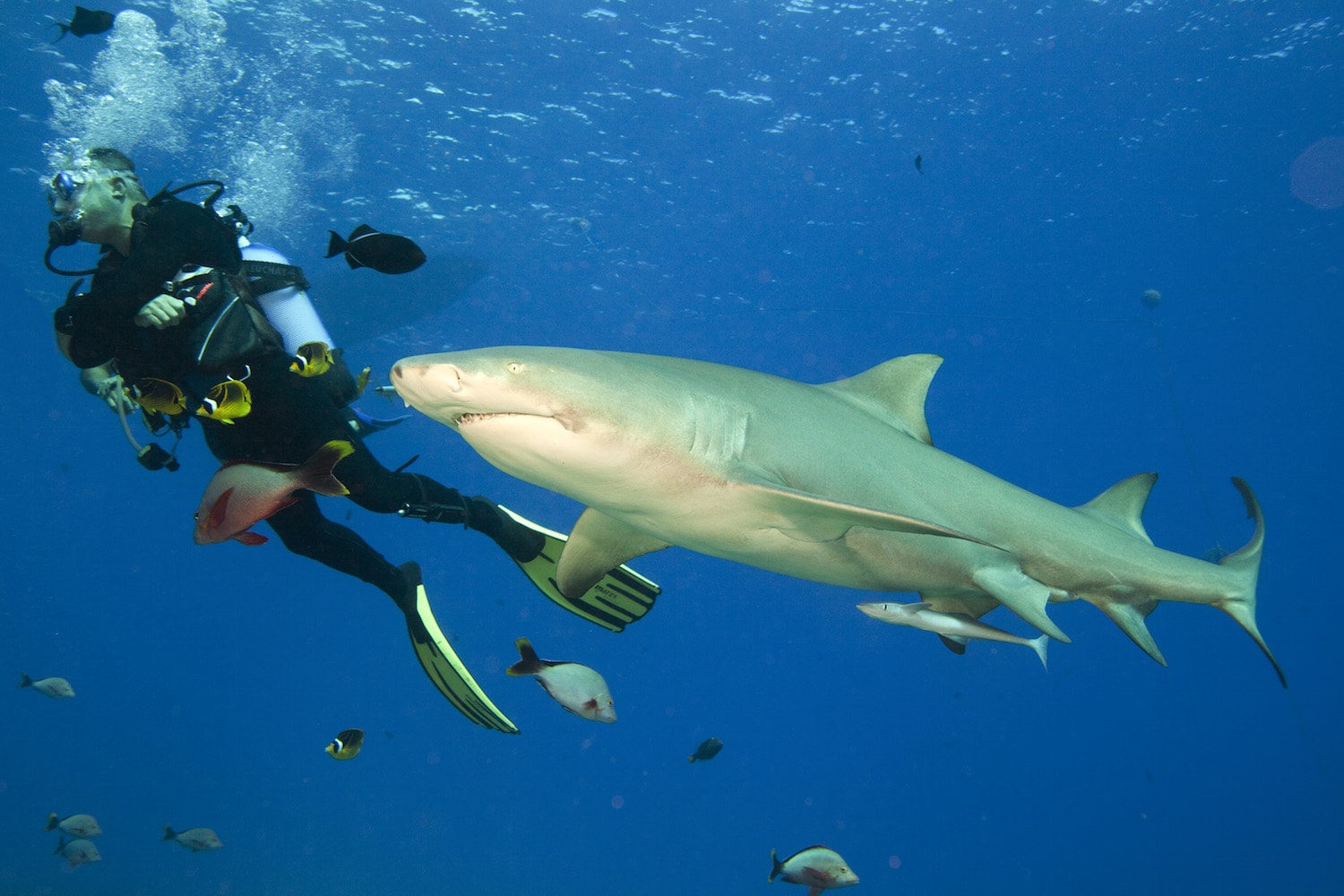 Лимонная акула