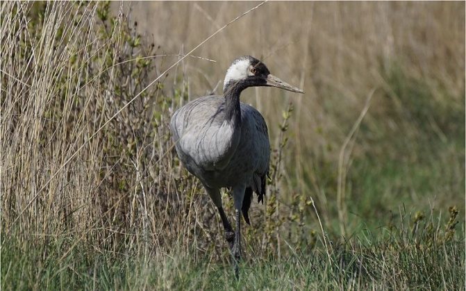 Рубка крана