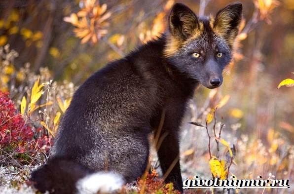 Серебряная лисица-образ жизни-и-среда обитания-серебряная лисица-1