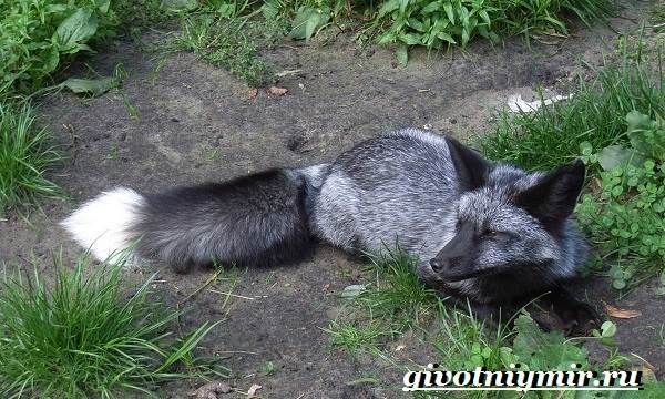 Silver fox-образ жизни-и-среда обитания-silver fox-2