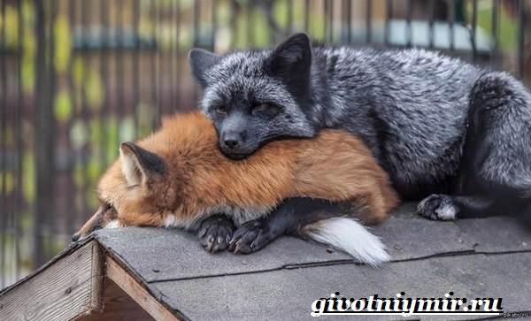 Silver fox-образ жизни-и-среда обитания-silver fox-3