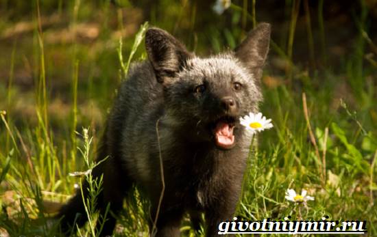 Серебряная лиса-образ жизни и среда обитания-серебряная лиса-6