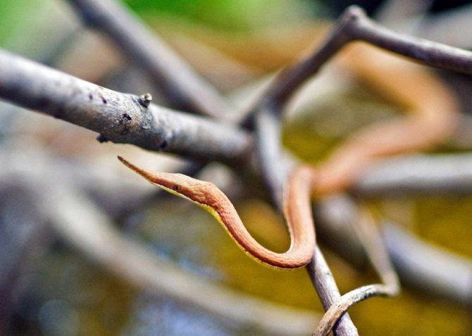 Обзор самых редких змей, живущих на земле