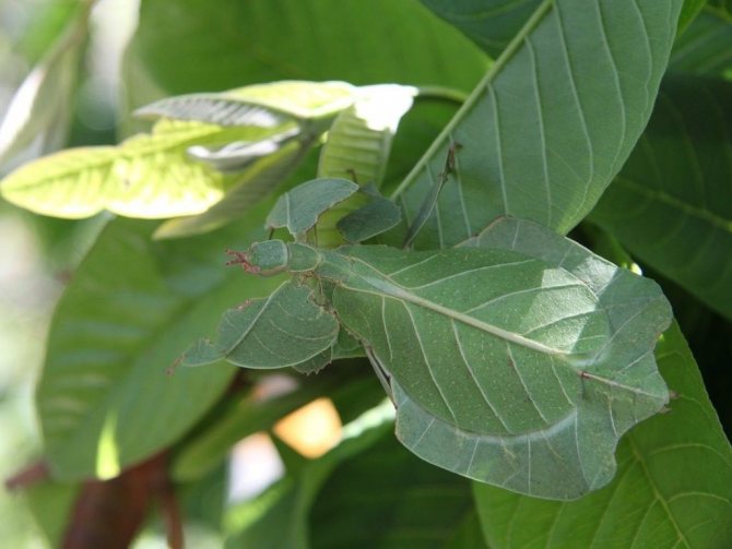 Палочник: содержание насекомого в домашних условиях