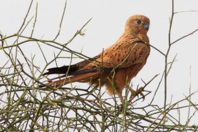 Лисий сокол (Falco alopex) фото