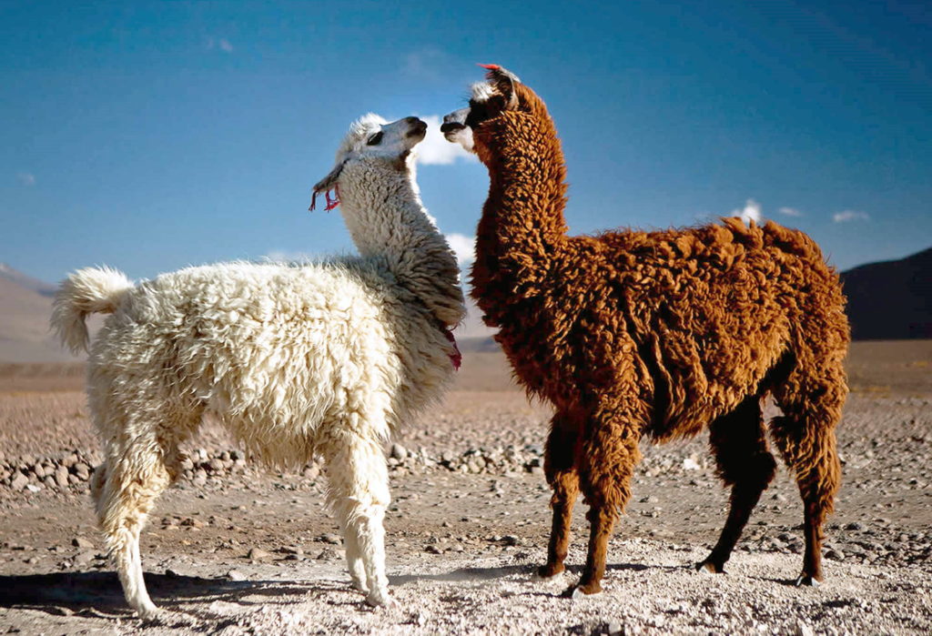 Ламы общаются с помощью жестов