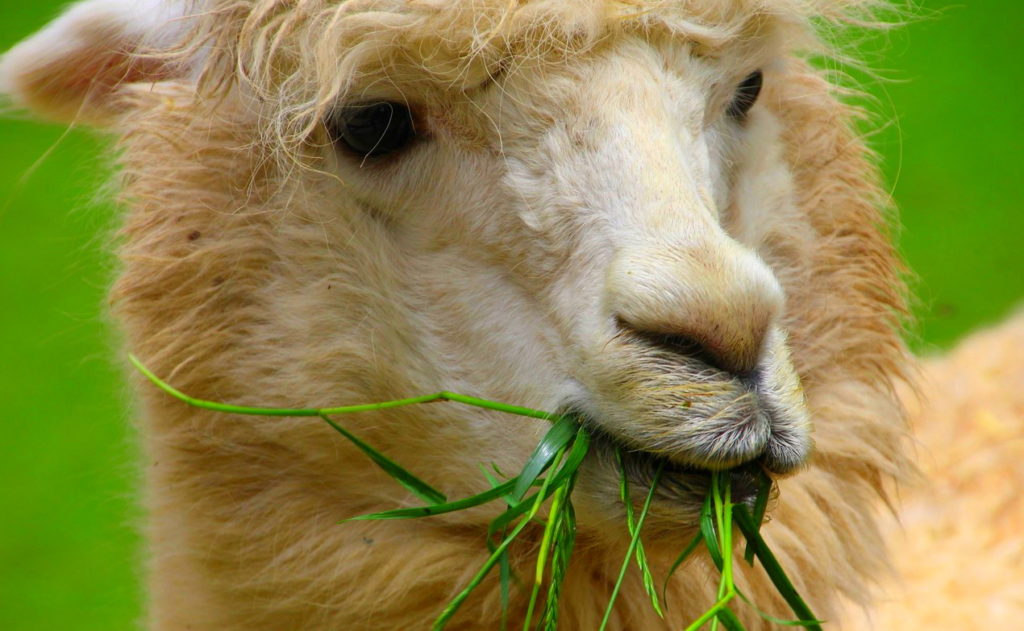 Лама ест только растительную пищу