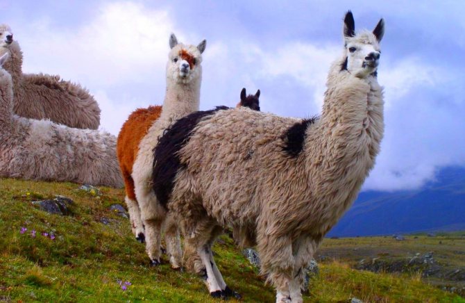 Лама: описание, виды, среда обитания, что едят, враги и образ жизни