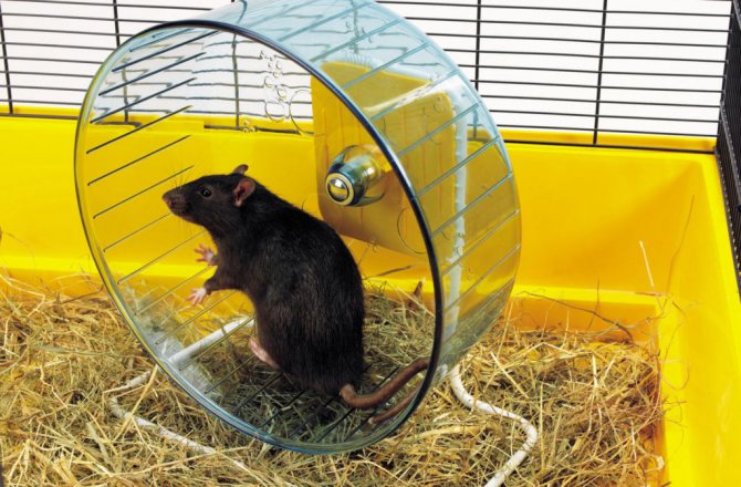 Полевая мышь или мышь с полоской на спине: места обитания и повадки