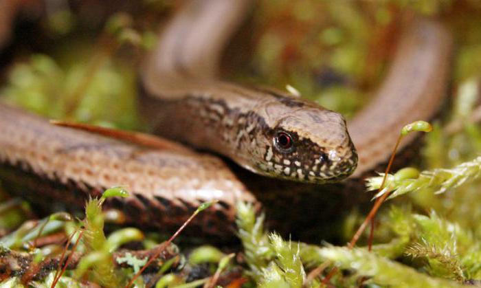 хрупкое веретено ядовито или нет