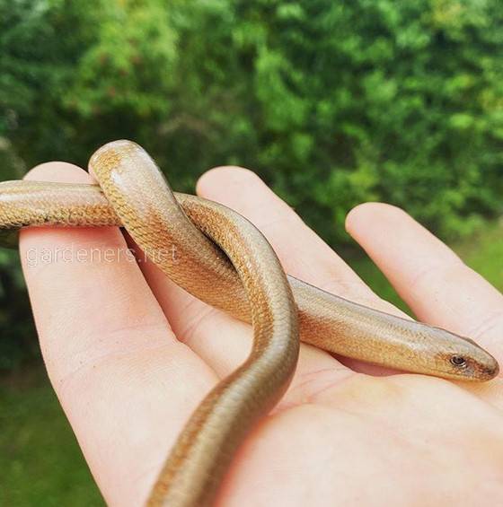 Ломкая веретеница