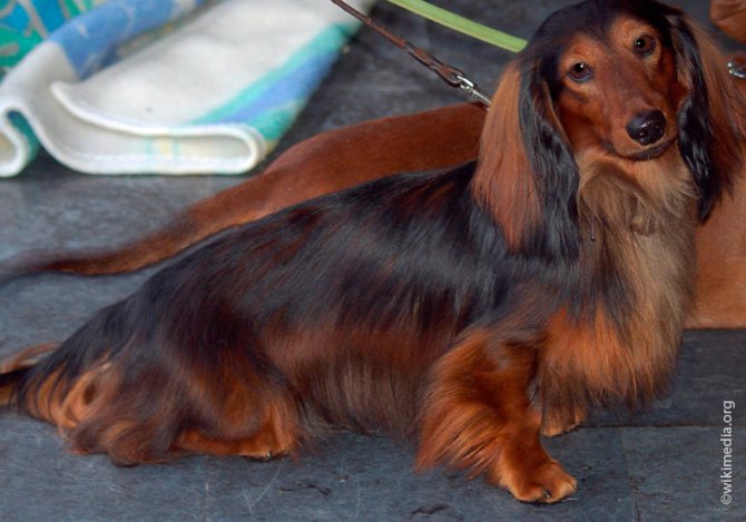 Особенности карликовой и кроличьей разновидности такс