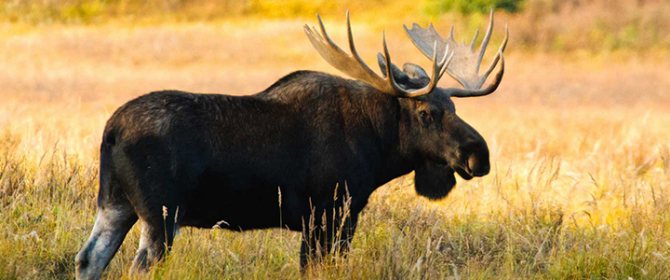 Средний вес лося