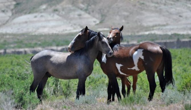 Мустанг (лошадь): описание породы