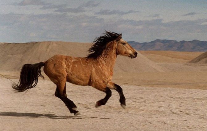 Мустанг (лошадь): описание породы