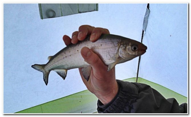 ловит сига зимой