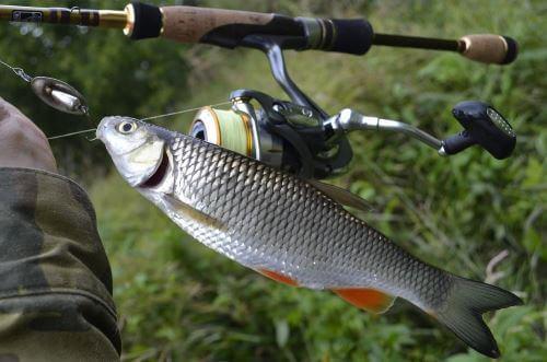 Ловля голавля летом на спиннинг