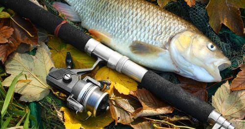 Ловля голавля на спиннинг осенью