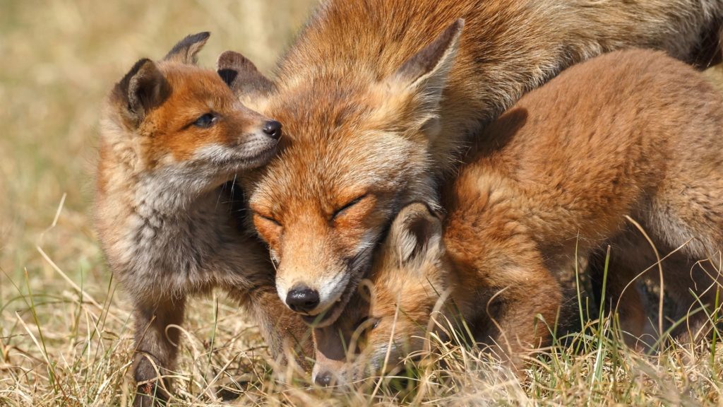 Лиса с детенышами