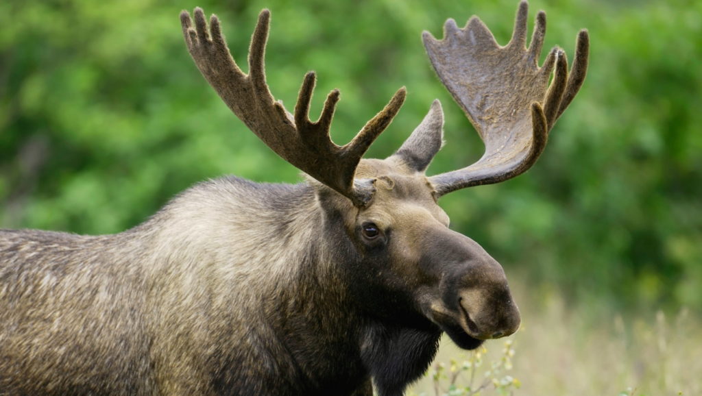 Лоси живут в два раза дольше в искусственной среде