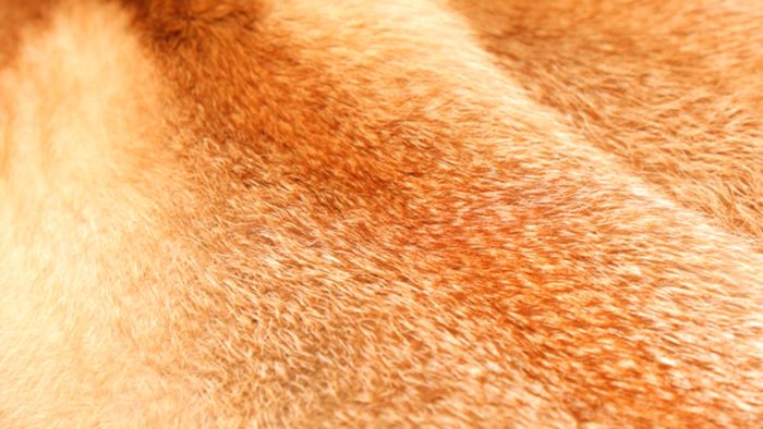 Мех лисы вблизи