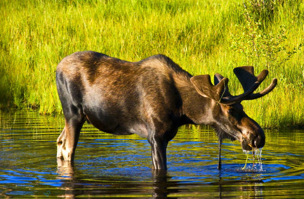 Лось у водопоя